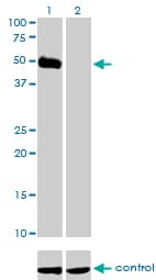 OX2R / Orexin Receptor 2 Antibody (clone 1E3)