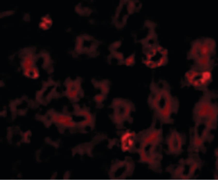 NOTUM Antibody