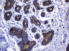 HSPD1 / HSP60 Antibody (clone OTI6F7)