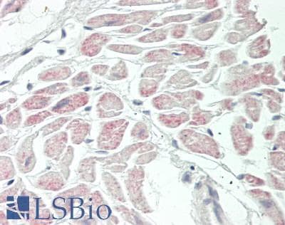 IHC-plus™ FAM20C Antibody (aa443-471)