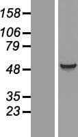 EIF5 Protein (Over-Expression Lysate Myc-DDK (Flag))