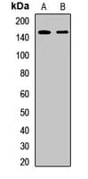 LRIG1 Antibody