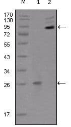 EPHB2 / EPH Receptor B2 Antibody (Amino Acid: 17-200, clone 2D12C6)