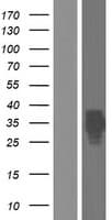 Equatorin / AFAF Protein (Over-Expression Lysate Myc-DDK (Flag))