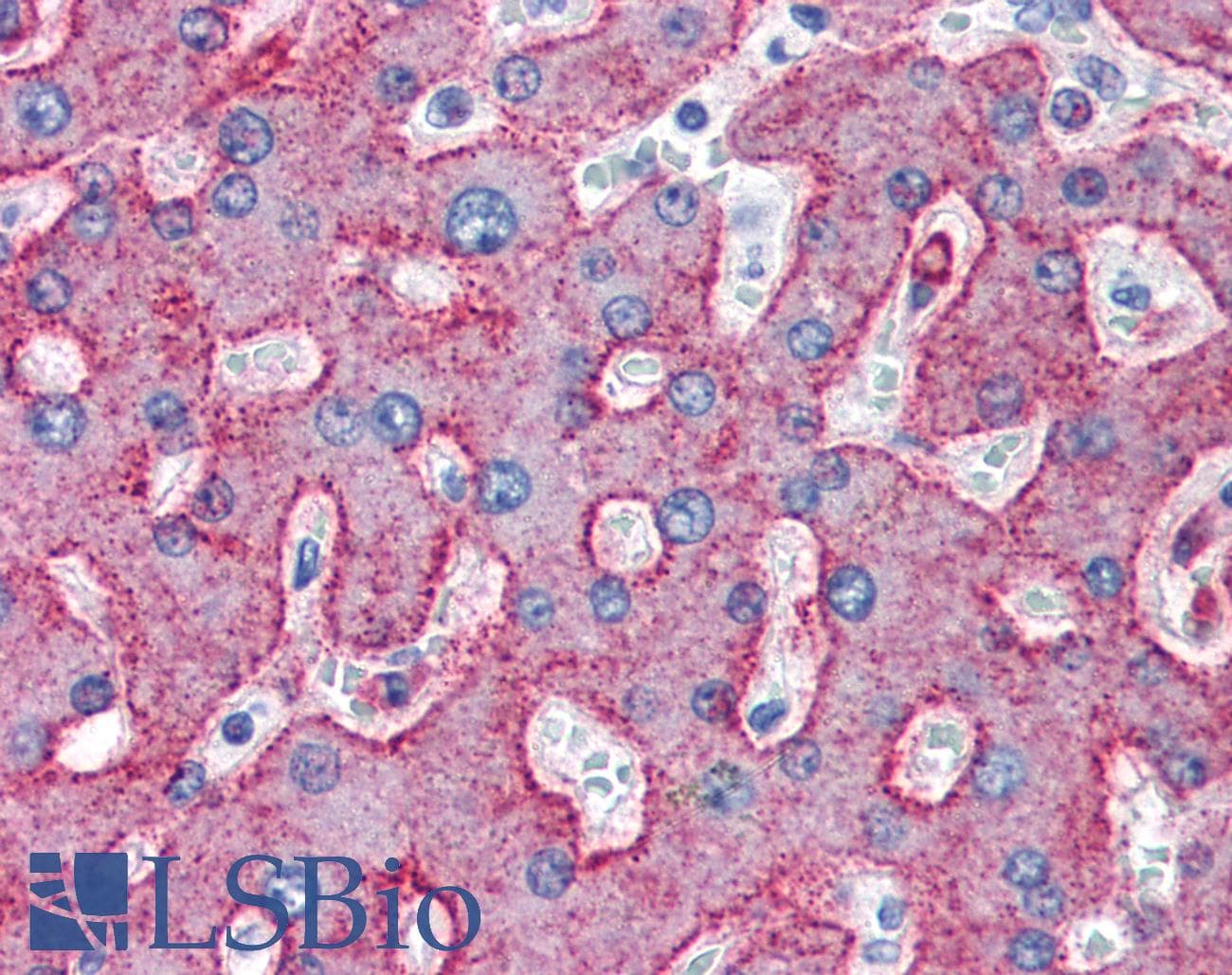 IHC-plus™ LRP1 / CD91 Antibody (clone 5A6)