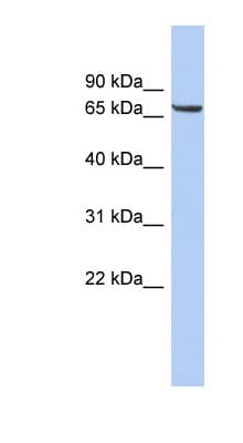 LRRTM4 Antibody (aa323-372)