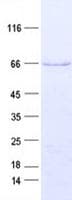 Human IMP-3 / IGF2BP3 Protein (Recombinant His, N-Terminal)