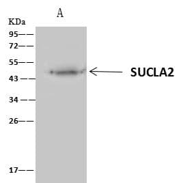 SUCLA2 Antibody