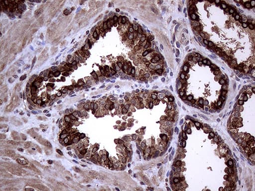 AGR2 Antibody (aa21-175, clone OTI5D8, Carrier-free)