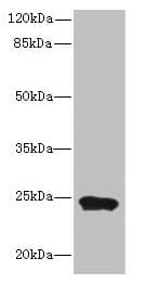 MRPL48 Antibody