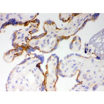 CYP1A1 Antibody (aa183-320)