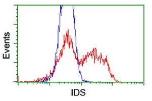 IDS / Iduronate 2 Sulfatase Antibody (clone OTI1D9)