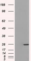 PSMA7 Antibody (clone OTI2A7, Carrier-free)