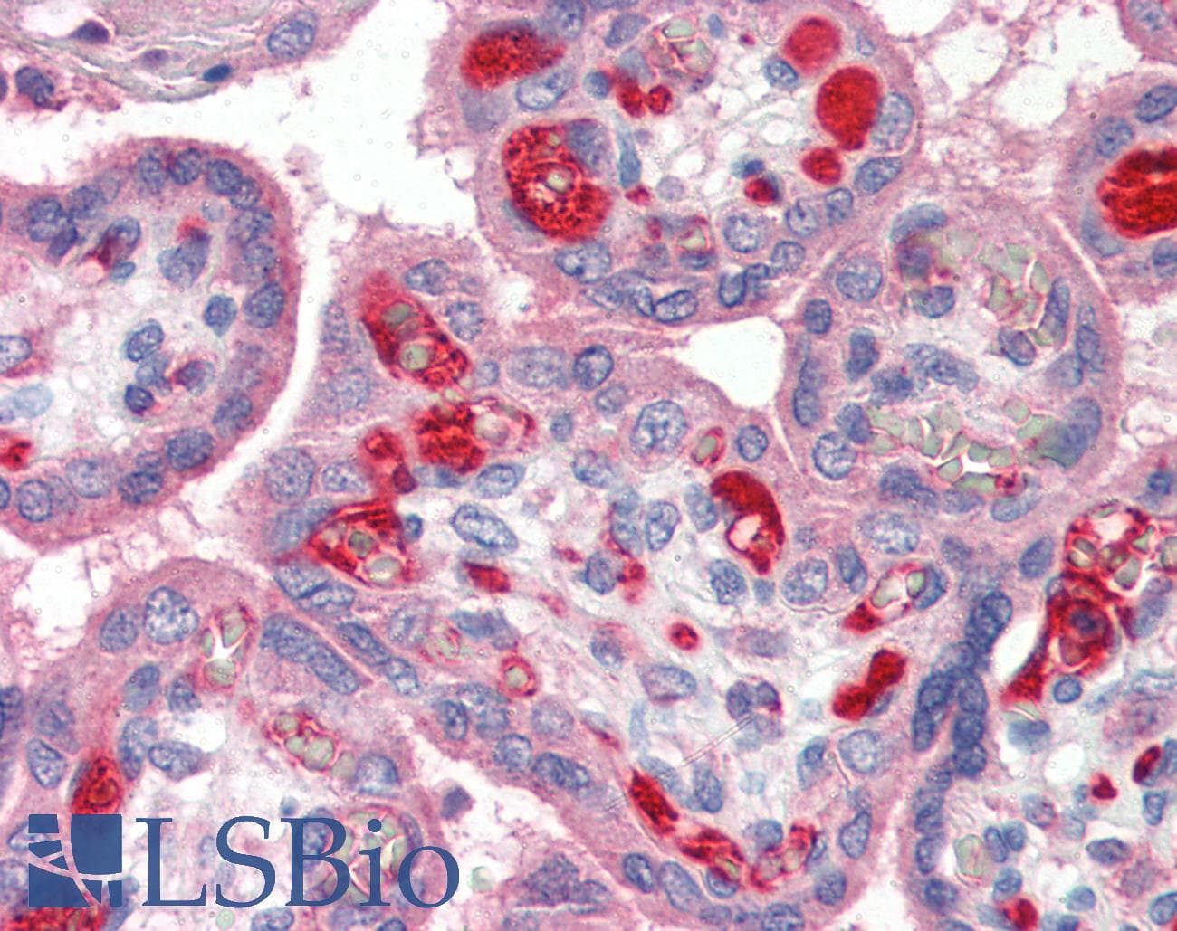 IHC-plus™ PLTP Antibody