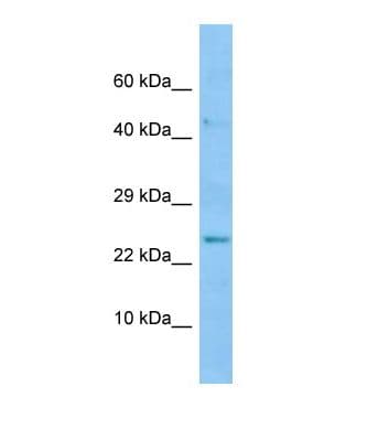 BMP8A Antibody (aa101-150)