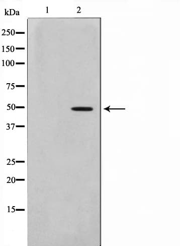 Polyclonal Rabbit anti-Human NEUROD2 Antibody (IF, WB)