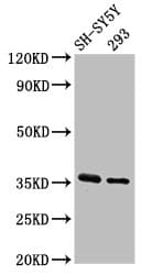 Polyclonal Rabbit anti-Human GAS1 Antibody (IHC, WB)
