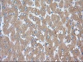 PDE4A / PDE4 Antibody (clone OTI1F5)