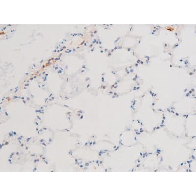 GATA4 Antibody (phospho-Ser105)
