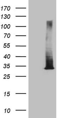 RAB3A Antibody (clone OTI2H7)