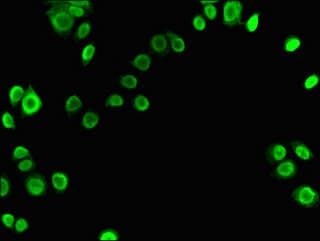 XRCC6 / Ku70 Antibody