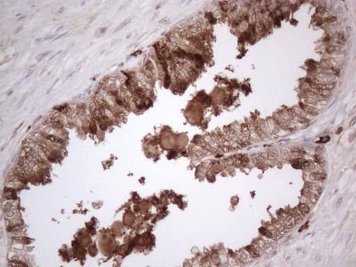 RBMS1 Antibody (clone OTI2H1)