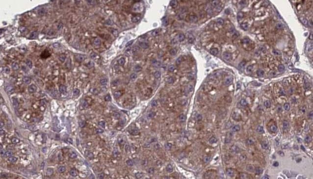 Polyclonal Rabbit anti-Human OR1L3 Antibody (IHC, WB)