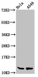 HIST1H4I Antibody