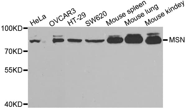MSN / Moesin Antibody