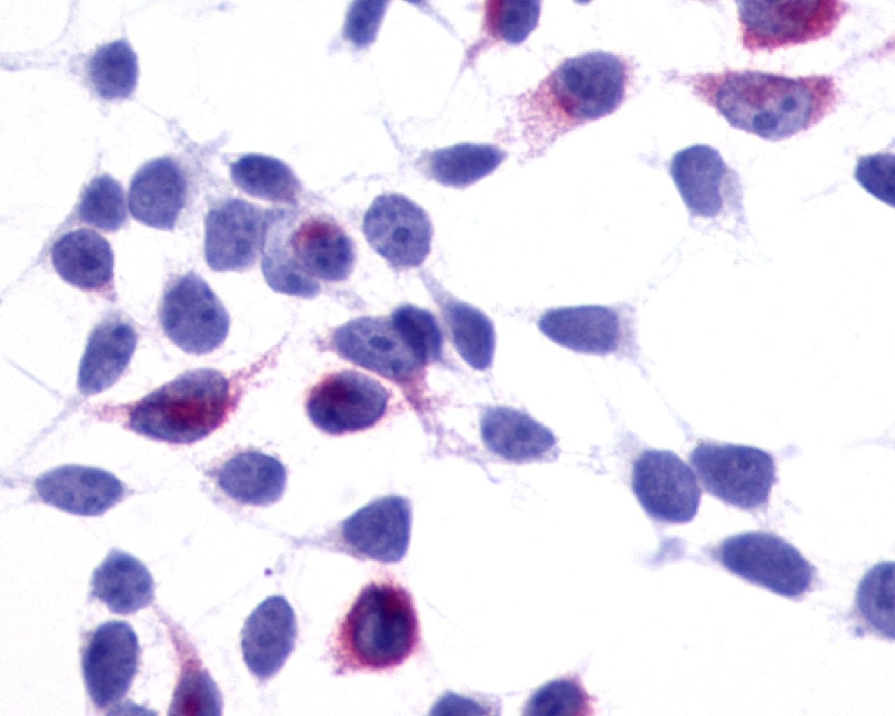 PathPlus™ GPR137B Antibody (Cytoplasmic Domain)