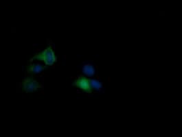 RASA1 Antibody (clone OTI4E2)