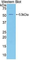 MSLN / Mesothelin Antibody (aa345-548, APC)