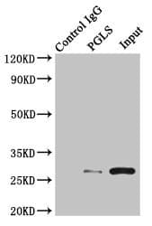 PGLS / 6PGL Antibody