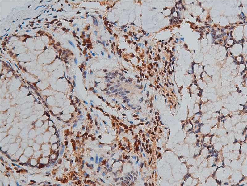 Polyclonal Rabbit anti-Human GATA3 Antibody (phospho-Ser308, IF, WB)