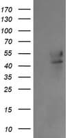 B3GNT2 Antibody (clone OTI4B9, Carrier-free)