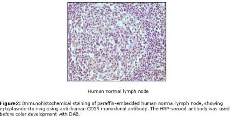 Monoclonal Mouse anti-Human CD19 Antibody (clone 2E2B6B10, IHC, WB)