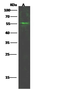 MEIS2 Antibody (Preservative Free)