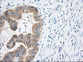 EIF2S1 Antibody (clone OTI5A5)