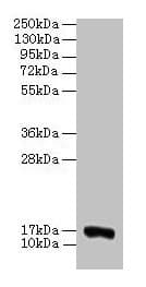 IHC-plus™ COX5A Antibody