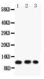CCL26 / Eotaxin 3 Antibody (aa24-94)
