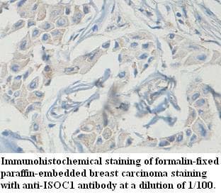 ISOC1 Antibody (aa43-204)