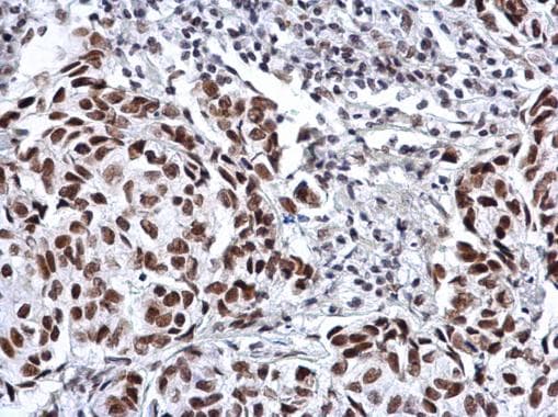SP3 Antibody (aa1-74)