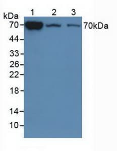 CHI3L1 / YKL-40 Antibody (aa112-356, APC)
