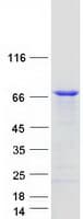 Human C2orf63 Protein (Recombinant Myc-DDK (Flag))