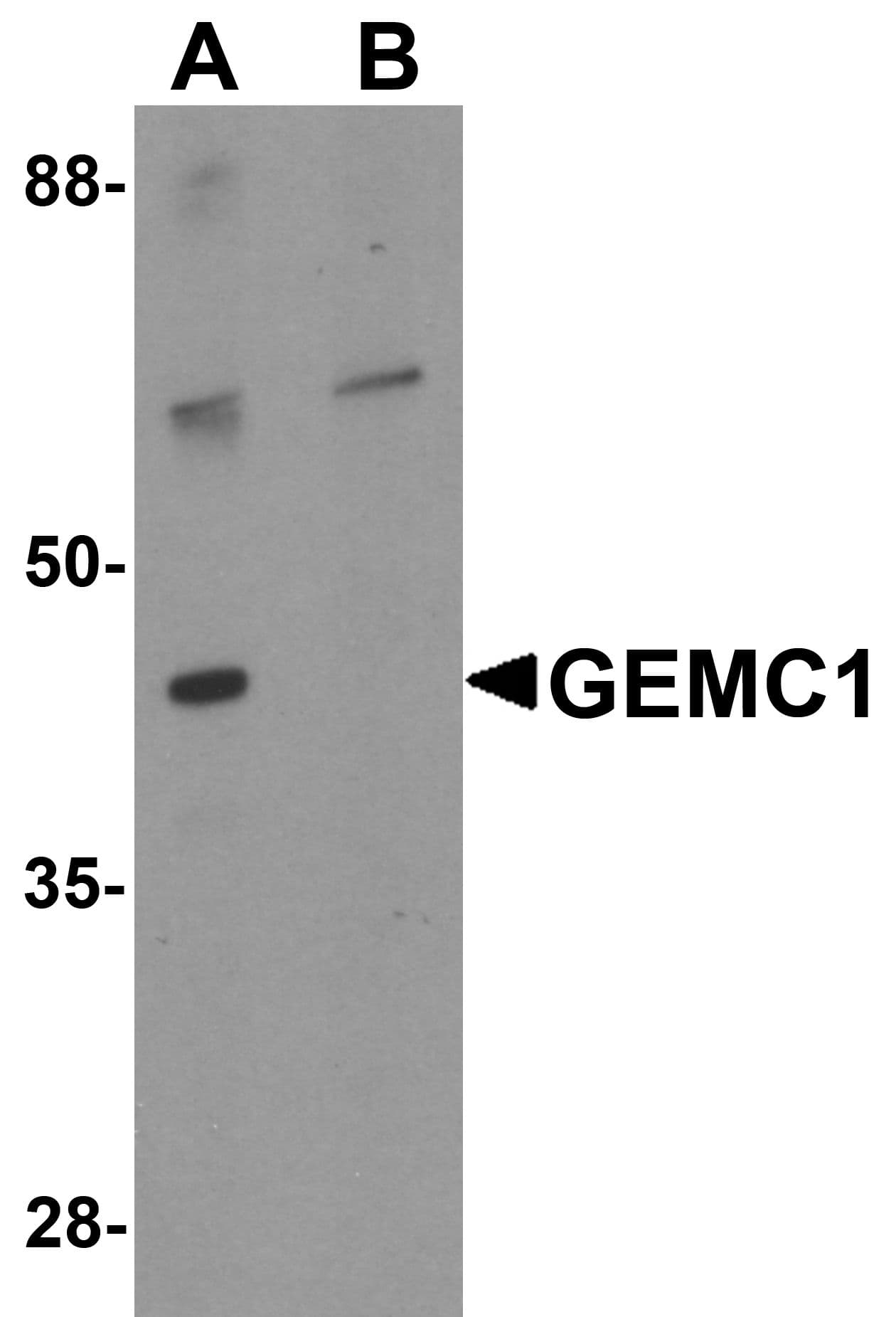 Polyclonal Rabbit anti-Human GEMC1 / GMNC Antibody (WB)