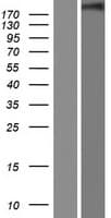 CHD5 Protein (Over-Expression Lysate Myc-DDK (Flag))