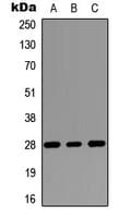 RASSF3 Antibody (C-Terminus)