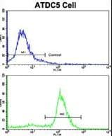 IHC-plus™ ALDH5A1 Antibody (aa128-157)
