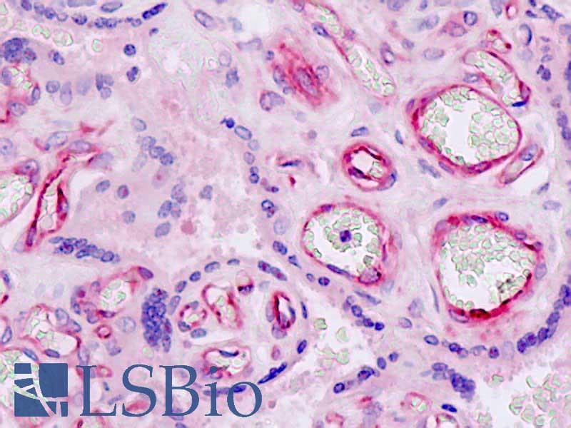 IHC-plus™ Polyclonal Rabbit anti-Human NID1 / Entactin / Nidogen-1 Antibody (aa219-268, IHC, WB)
