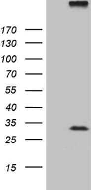 RGS17 / RGSZ2 Antibody (clone OTI9G4, Carrier-free)